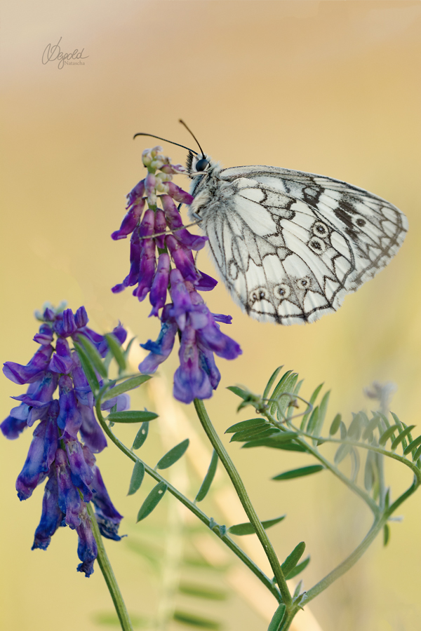 Schachbrettfalter (Melanargia galathea) männlich