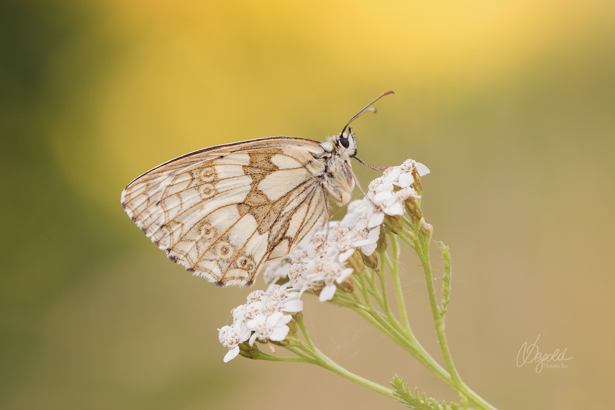 Schachbrettfalter (Melanargia galathea) weiblich