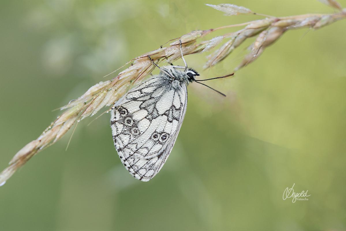 Schachbrettfalter (Melanargia galathea)