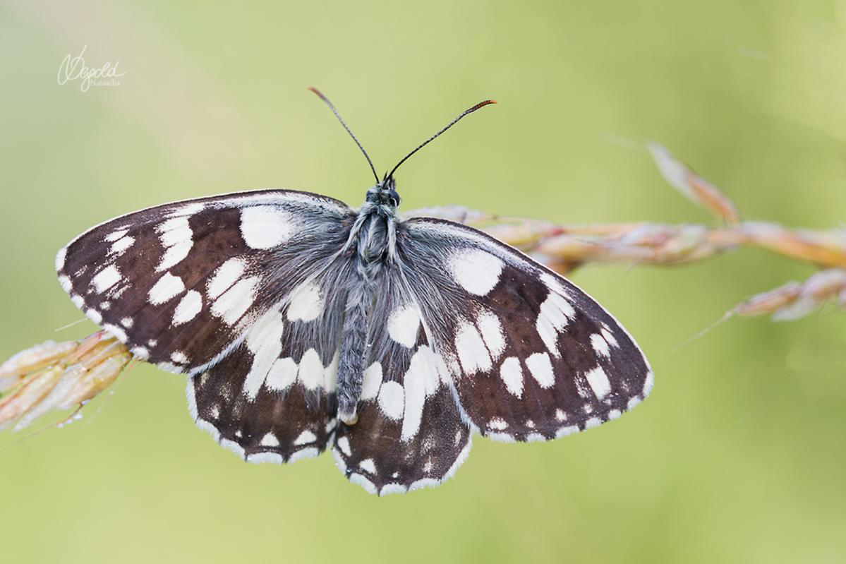 Schachbrettfalter (Melanargia galathea)