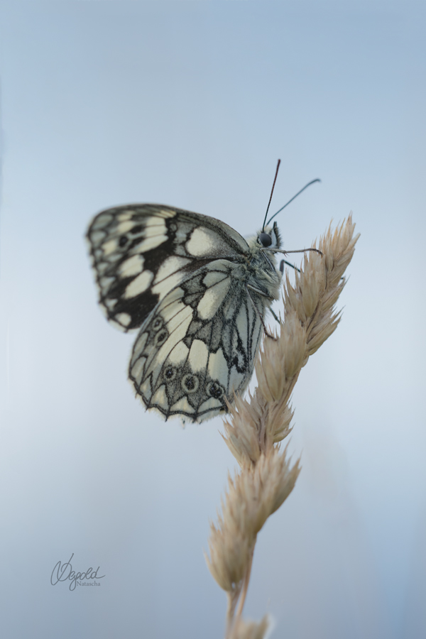Schachbrettfalter (Melanargia galathea)