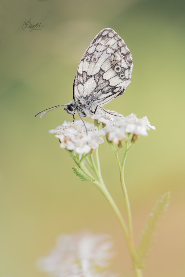 Schachbrettfalter (Melanargia galathea)