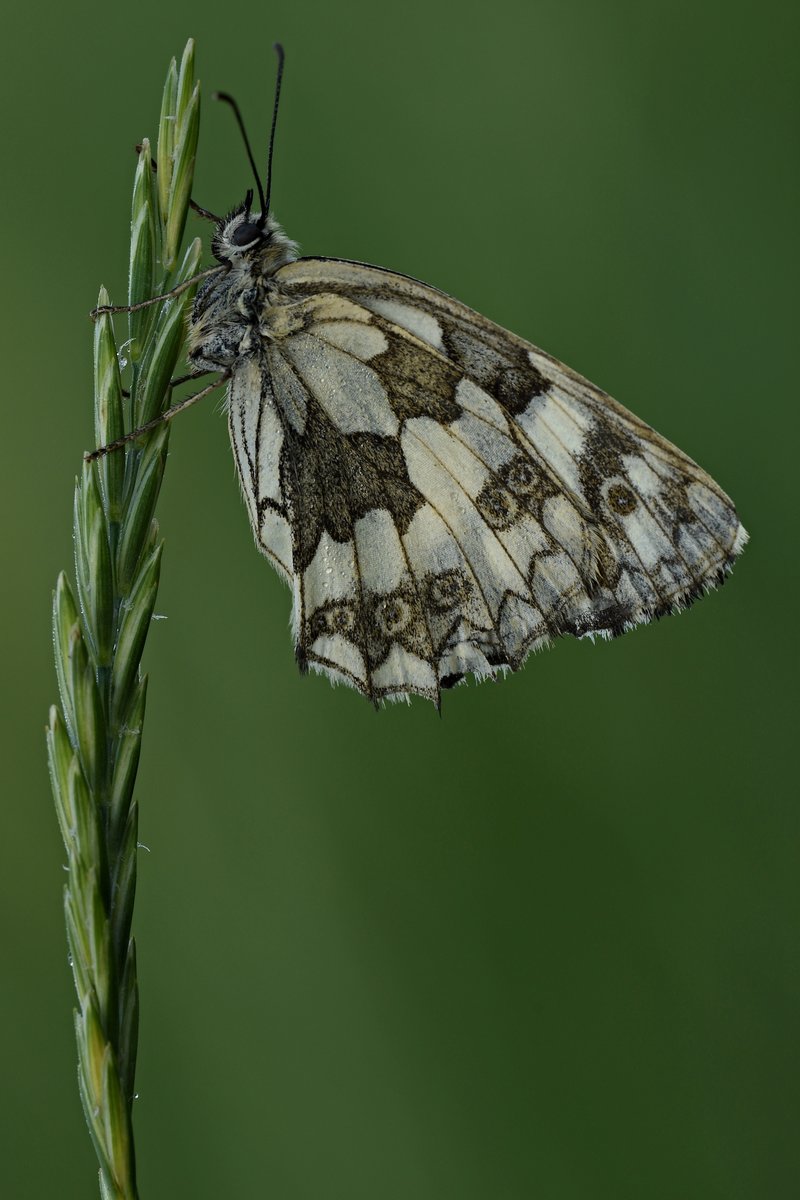 Schachbrettfalter (W.) in Schlafposition II.jpg