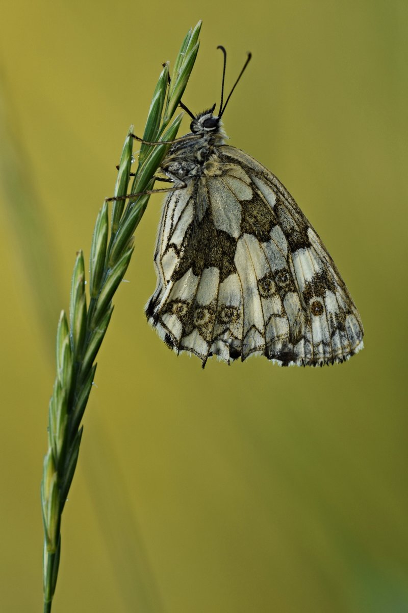 Schachbrettfalter (W.) in Schlafposition III.jpg