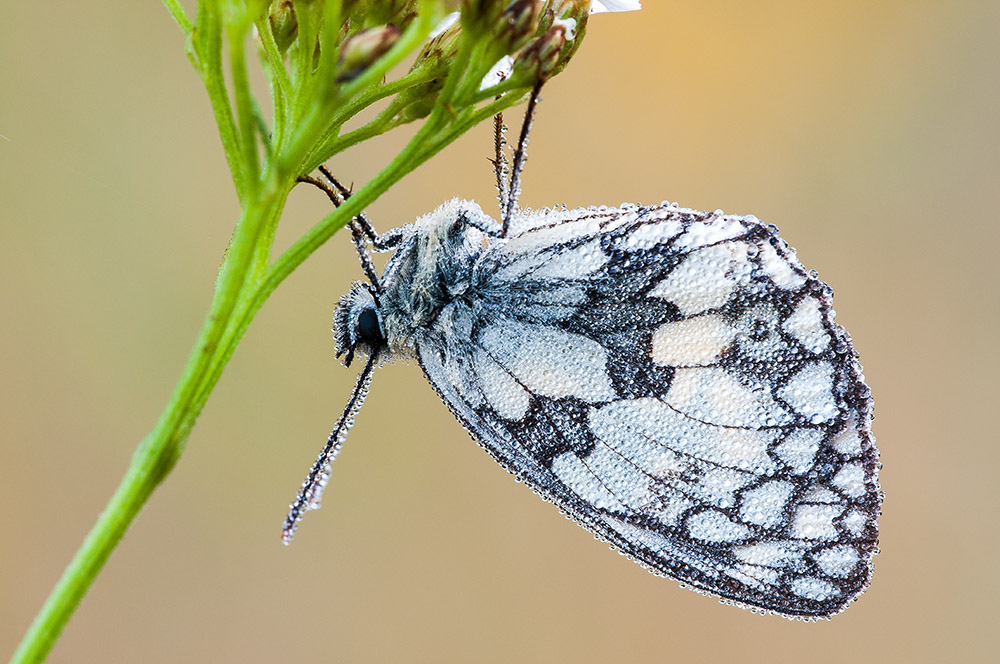 Schachbrettfalter