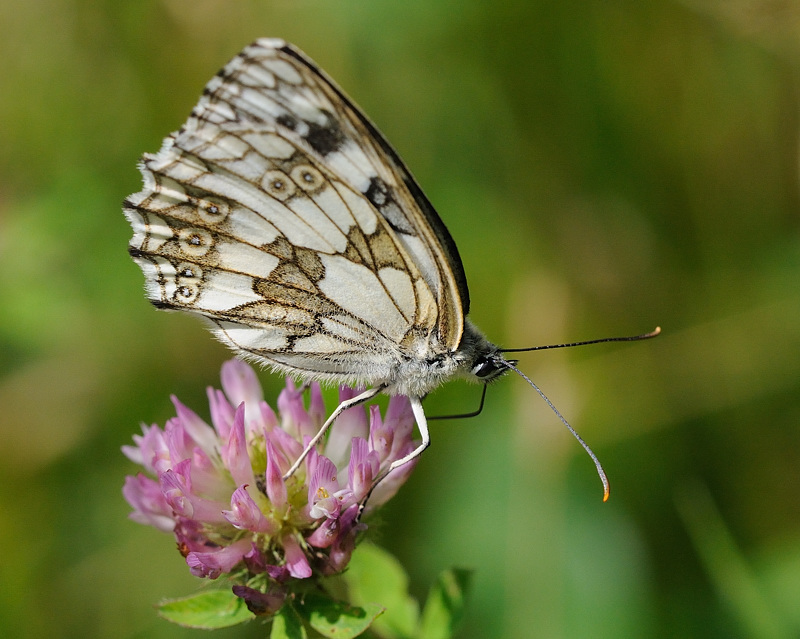 Schachbrettfalter