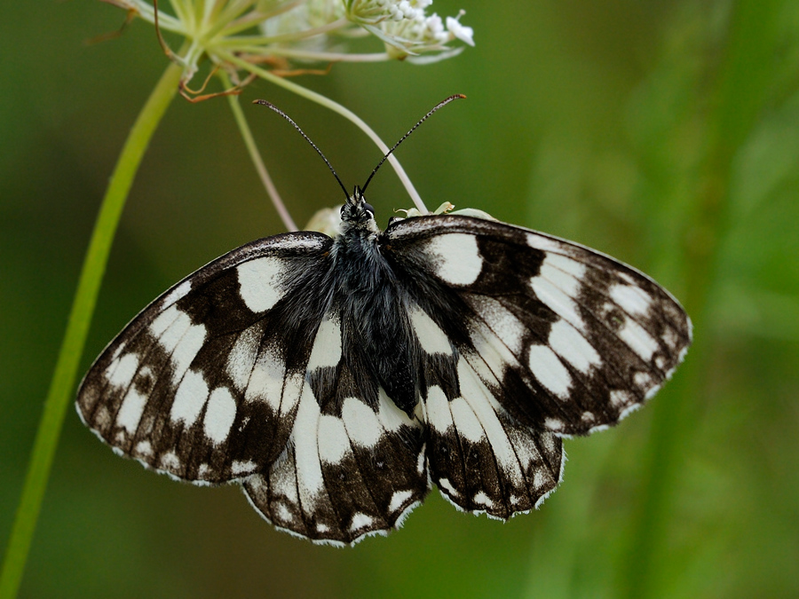 Schachbrettfalter