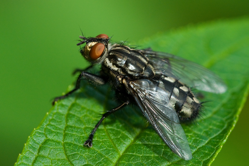 Schachbrettfliege