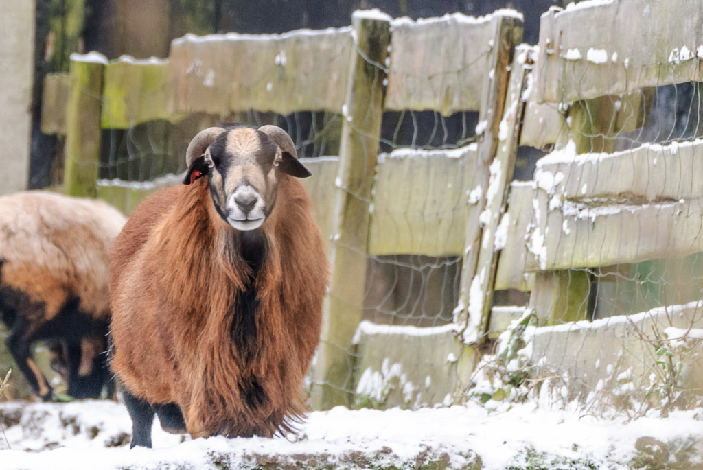 Schaf im Schnee