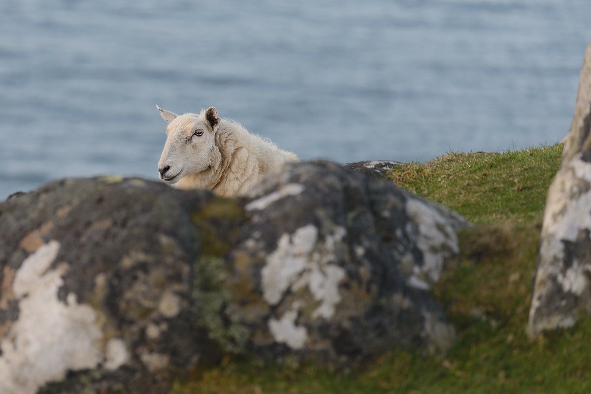 Schaf Schottland 2016