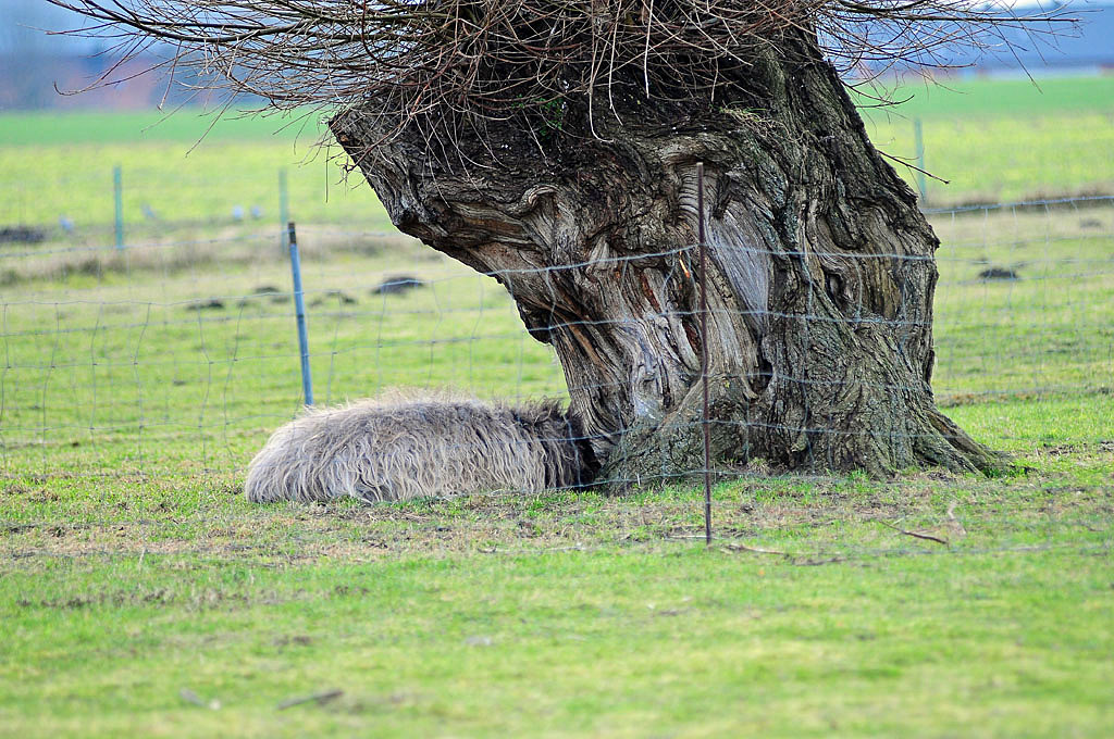 Schaf-Weide (D300 mit 80-200/2.8; Bl. 2.8, 1/400s; MHX 7843x)