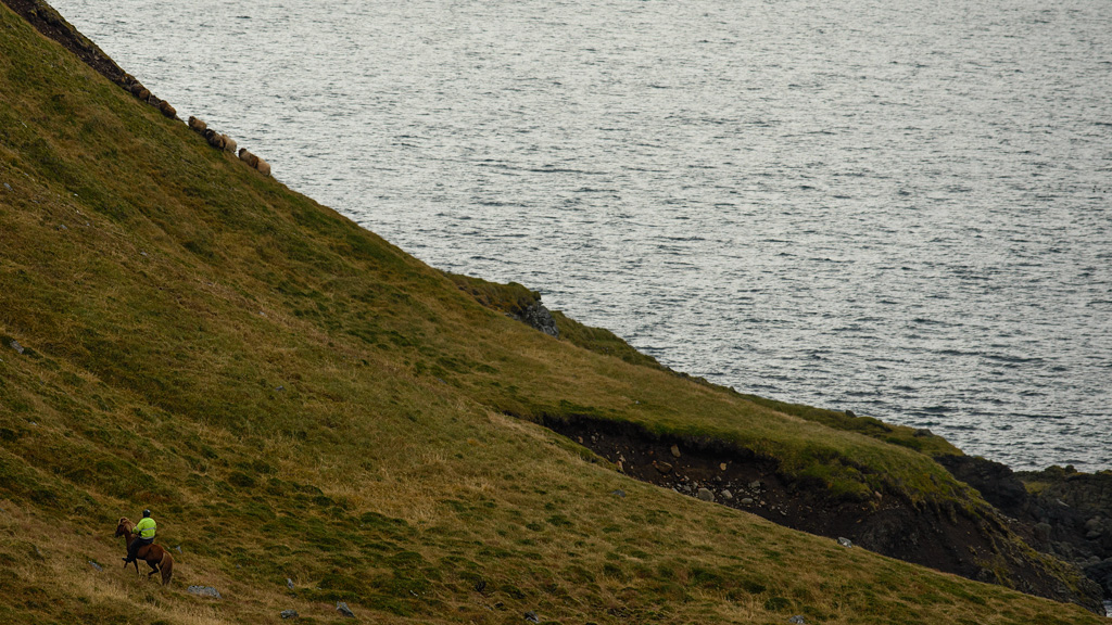 Schafabtrieb 20141012 153703 island 2014