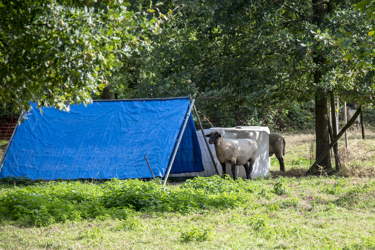 Schafe Camping