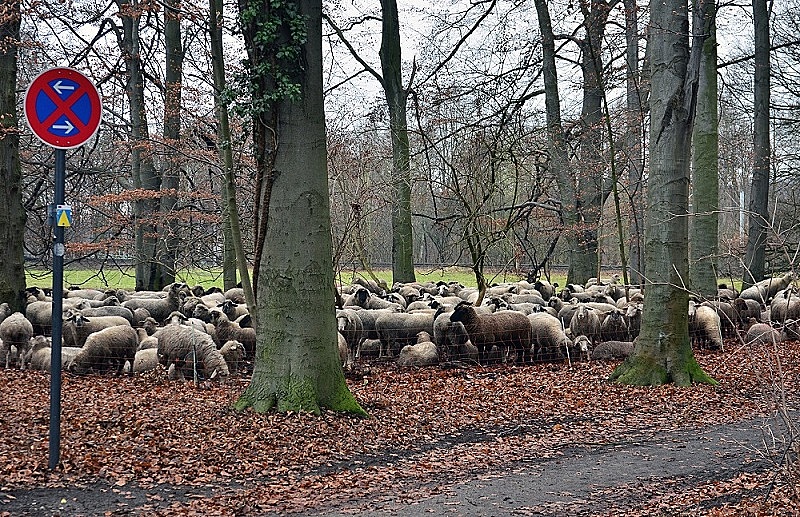 Schafe im Halteverbot