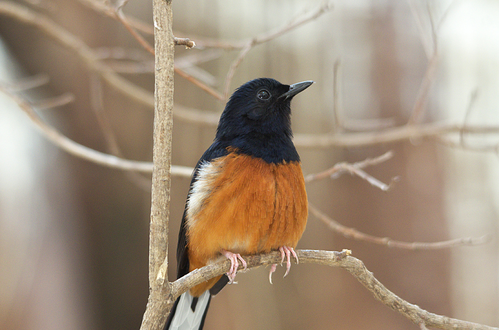 Schamadrossel (Copsychus malabaricus)