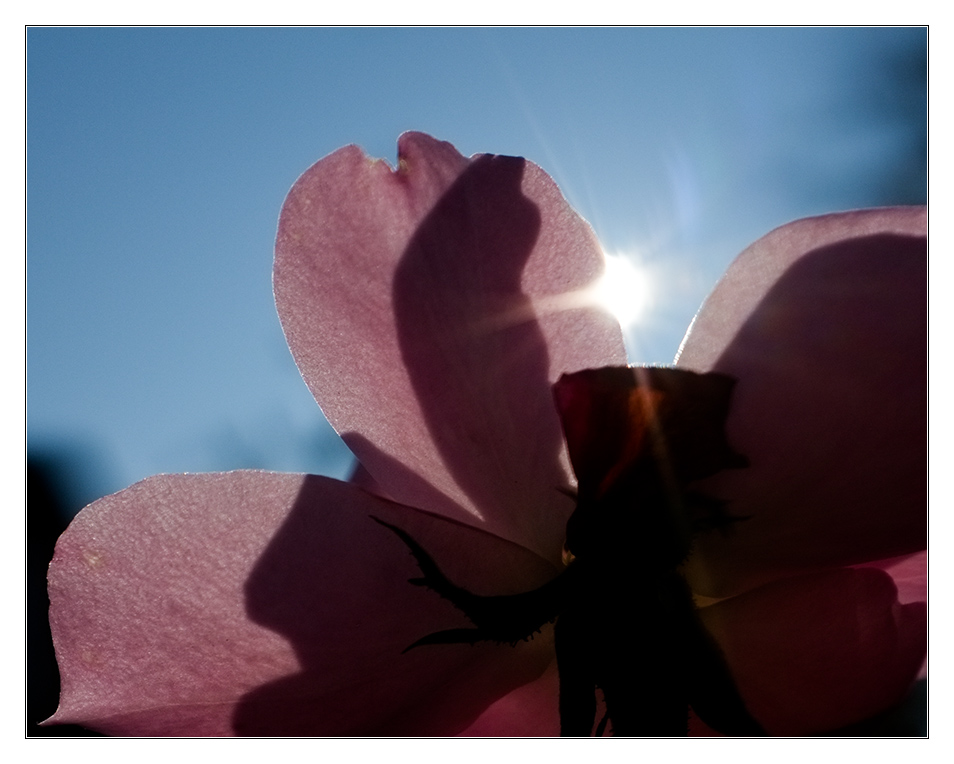 scharf im Gegenlicht