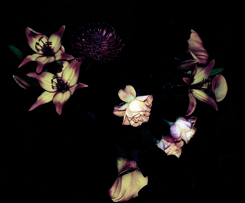 scharfe rose