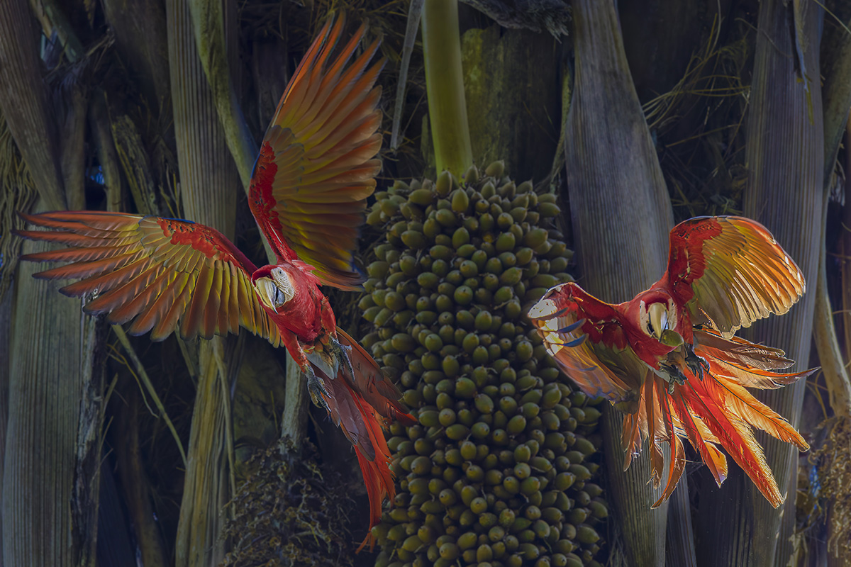 Scharlachara Costa Rica.jpg