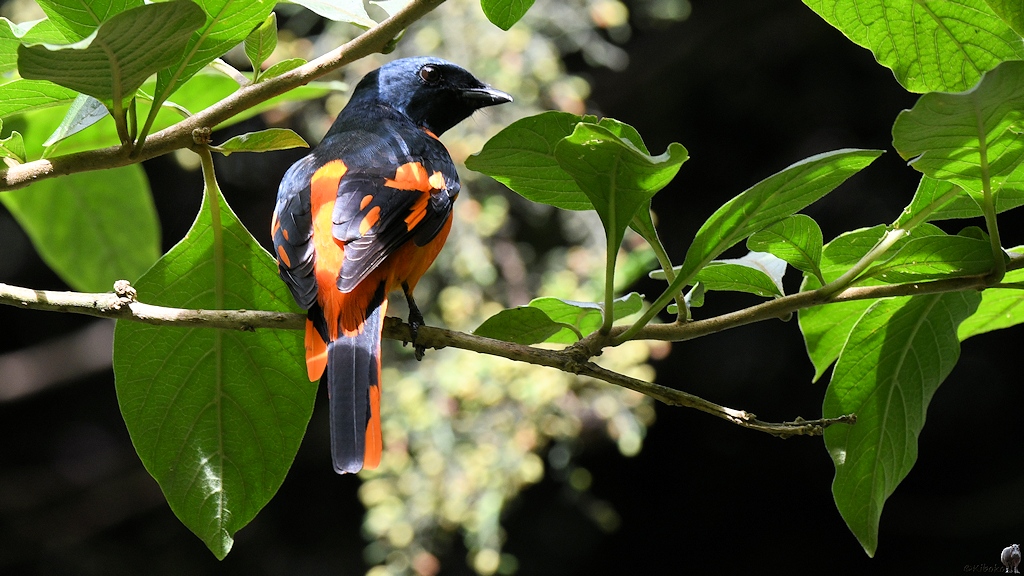 Scharlachmennigvogel (scarlet minivet)
Victoria Park
Nuwara Eliya

s773 NuweraEliya Vogel 5417