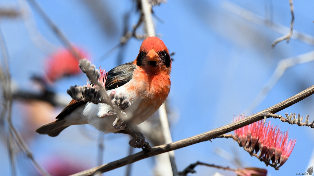 Scharlachweber (Red-headed Weaver)
Ruaha Nationalpark

s530 Ruaha RedHeaded Weaver 3886