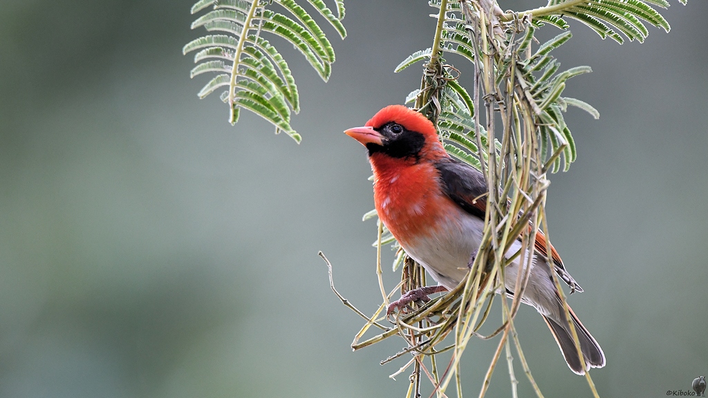 Scharlachweber (Red-headed weaver)
Utengule Coffee Lodge

s1270 Utengule CoffeeLodge Red headed Weaver 8555