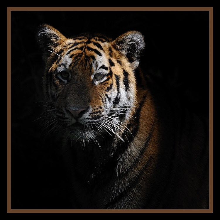 Schattenwächter
- Tiger 
Tiergarten Nürnberg
2010