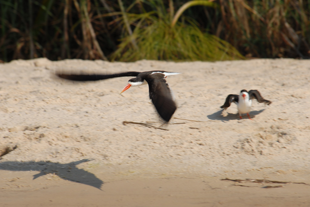 Scherenschnabel - African Skimmer
Brennweite 400, 1/250 sek, ISO 100, F8
Aufgenommen freihand vom Boot mit "Dauerfeuer"