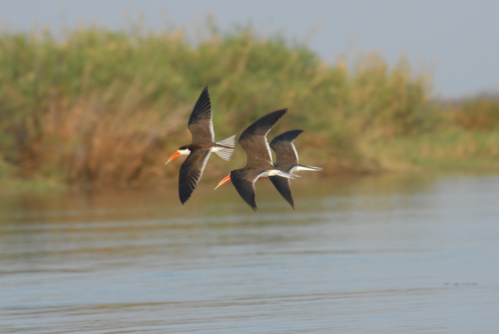 Scherenschnabel - African Skimmer
Brennweite 400, 1/400 sek, ISO 800, F11
Aufgenommen freihand vom Boot mit "Dauerfeuer"