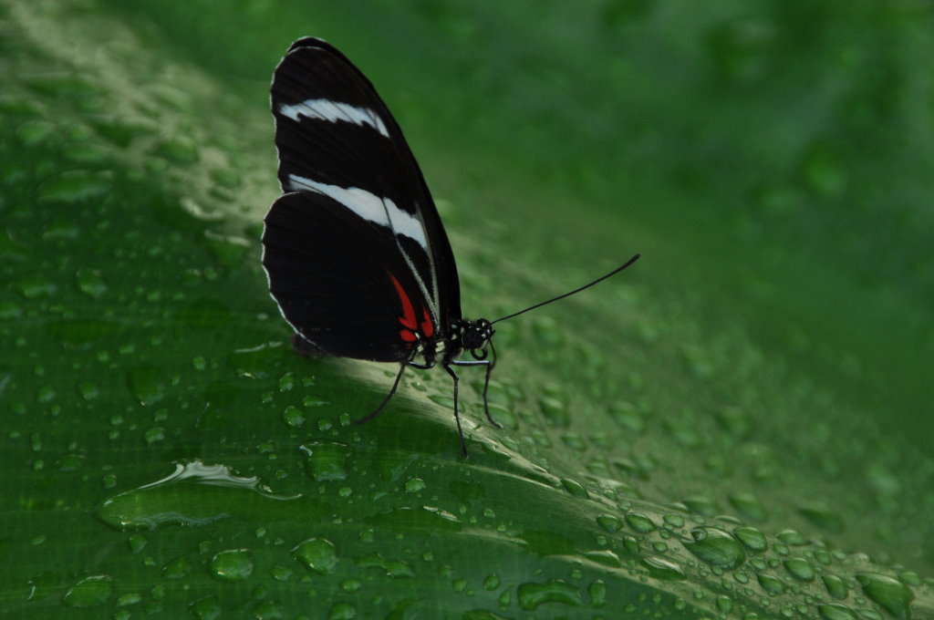 Schetterling 01