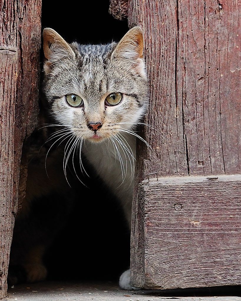 Scheunenkatze 1