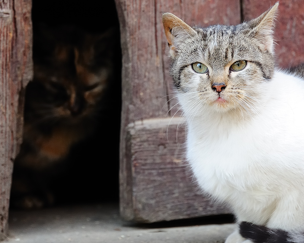 Scheunenkatze 2