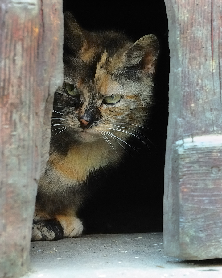 Scheunenkatze 3