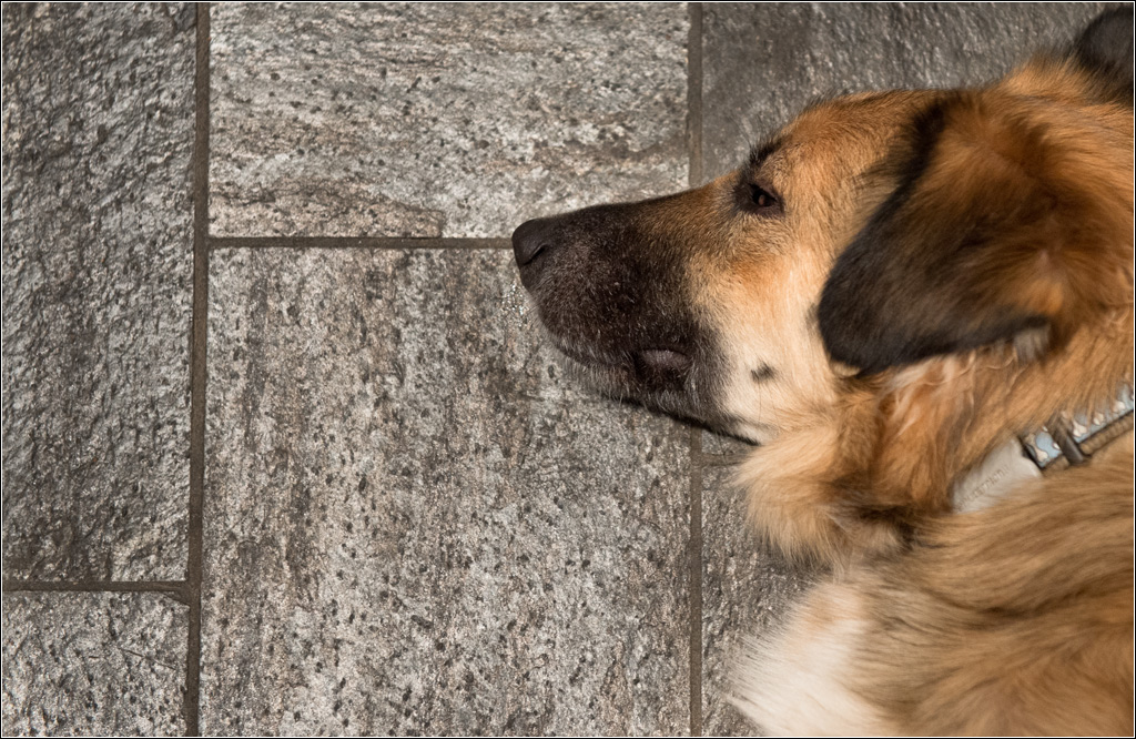 schiefer hund