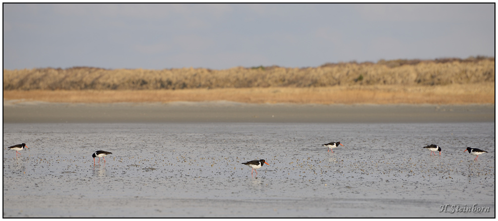 Schiermonnikoog 001