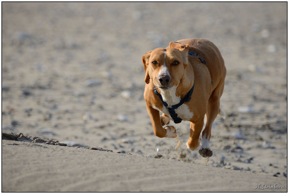 Schiermonnikoog 006