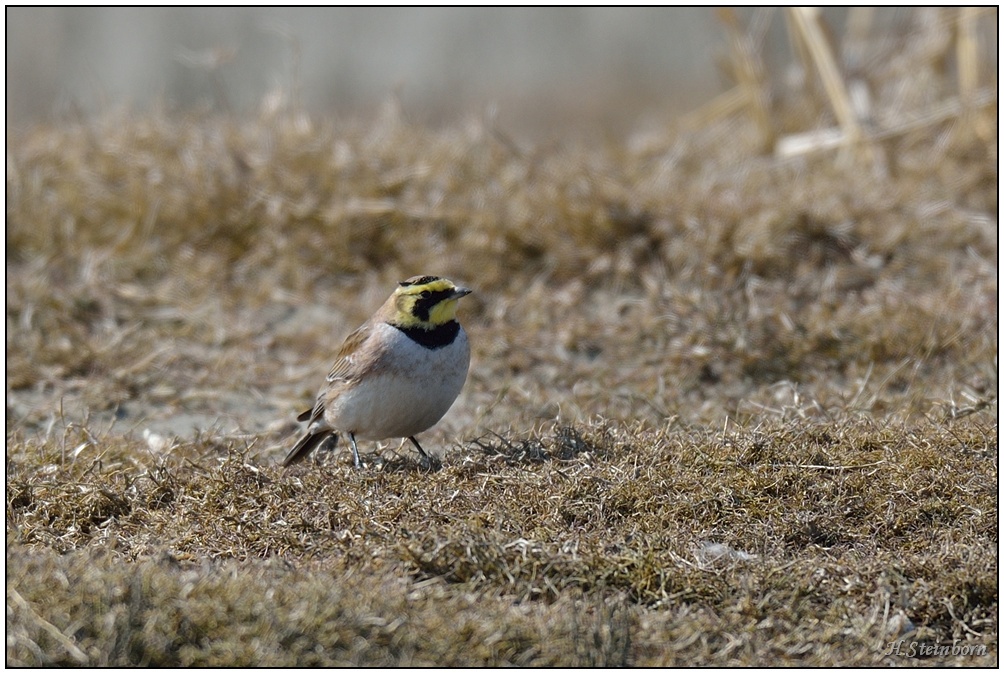 Schiermonnikoog 009
