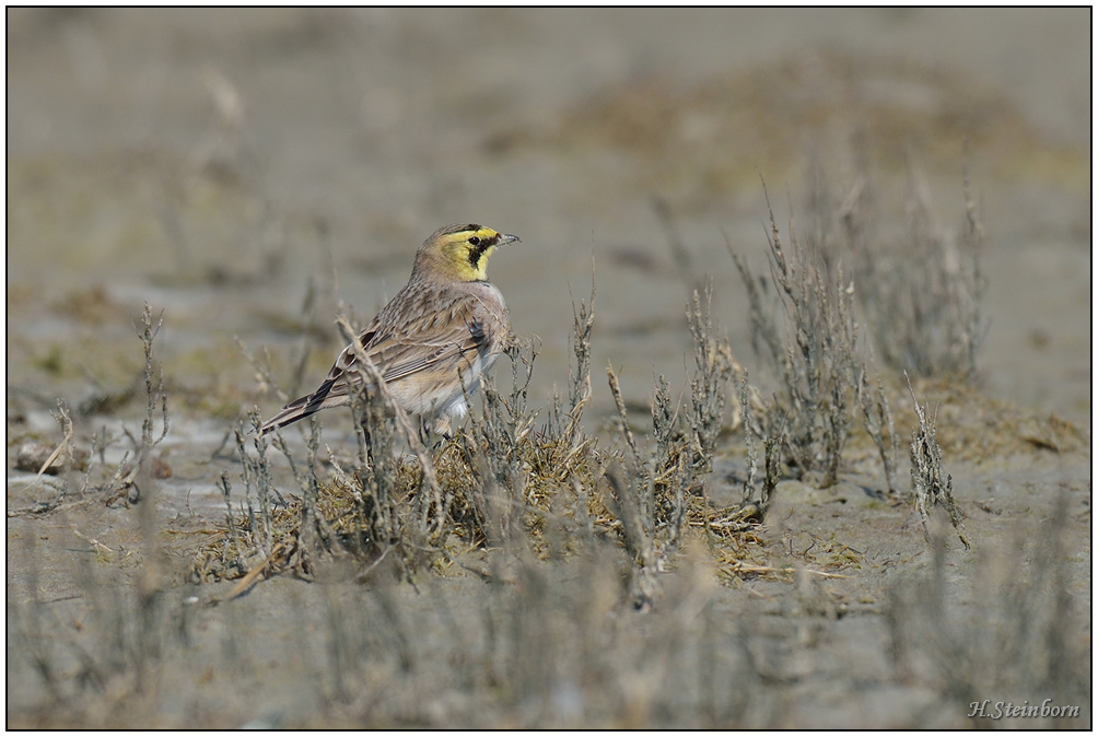 Schiermonnikoog 010