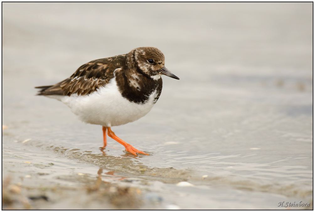 Schiermonnikoog 011