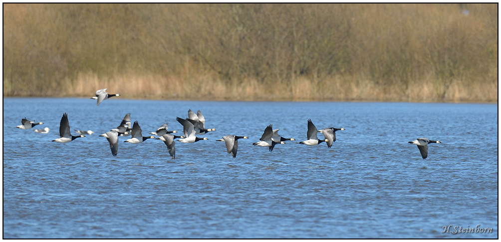 Schiermonnikoog 013