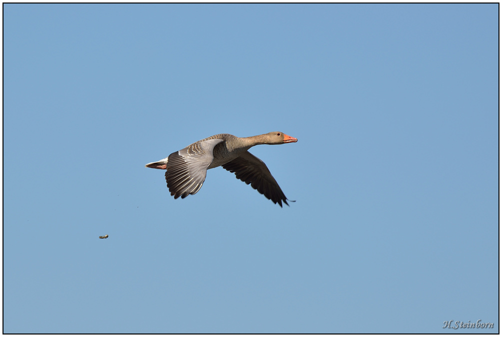 Schiermonnikoog 016