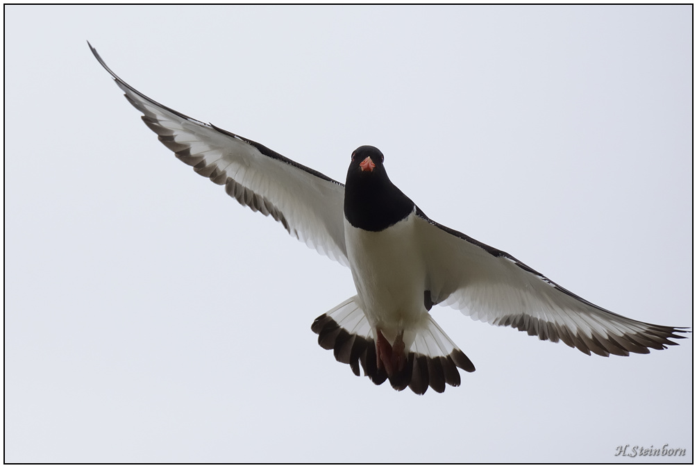 Schiermonnikoog 024
