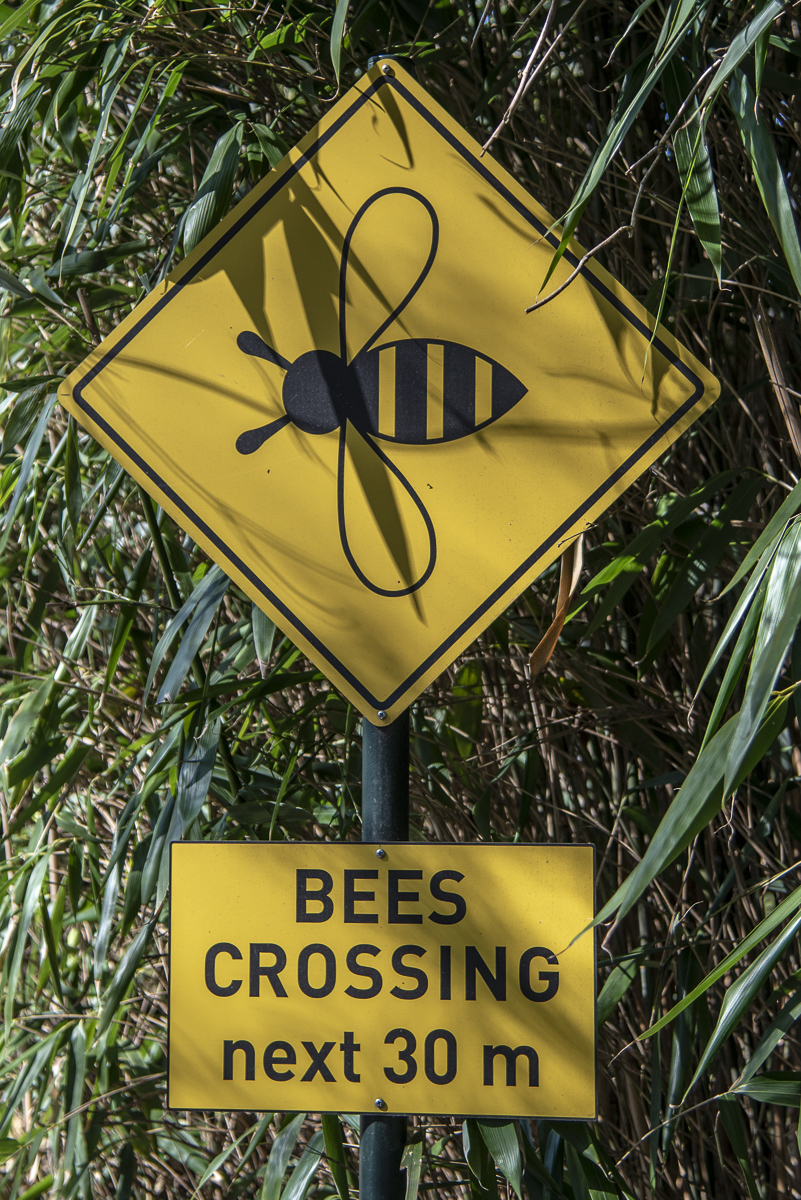 Schild Bees