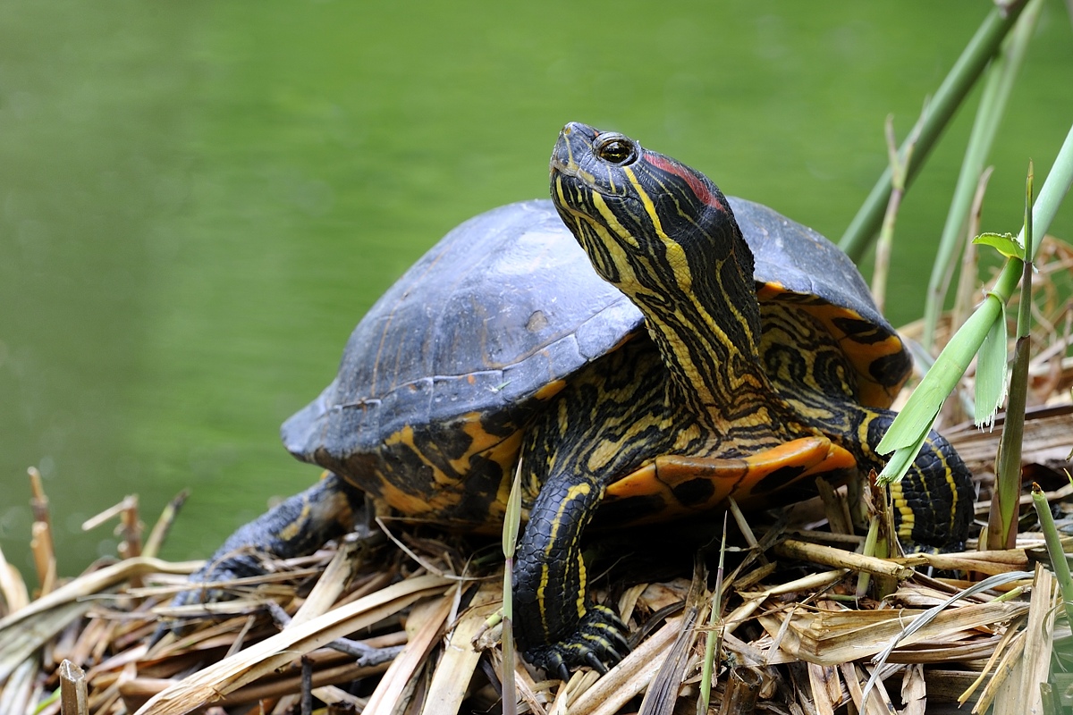 Schildkröte 7041