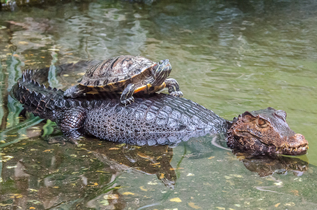 Schildkröte auf Glattstirn-Kaiman