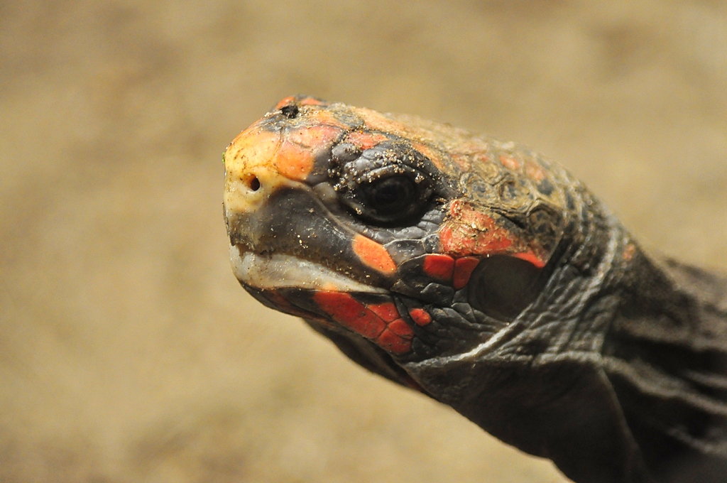 Schildkröte