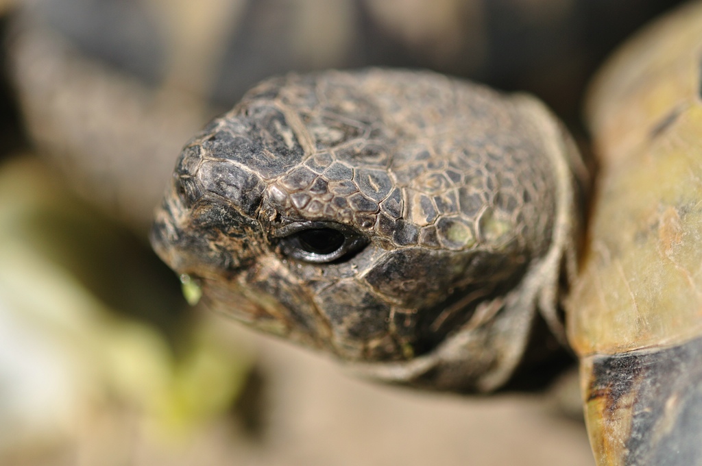 Schildkröte