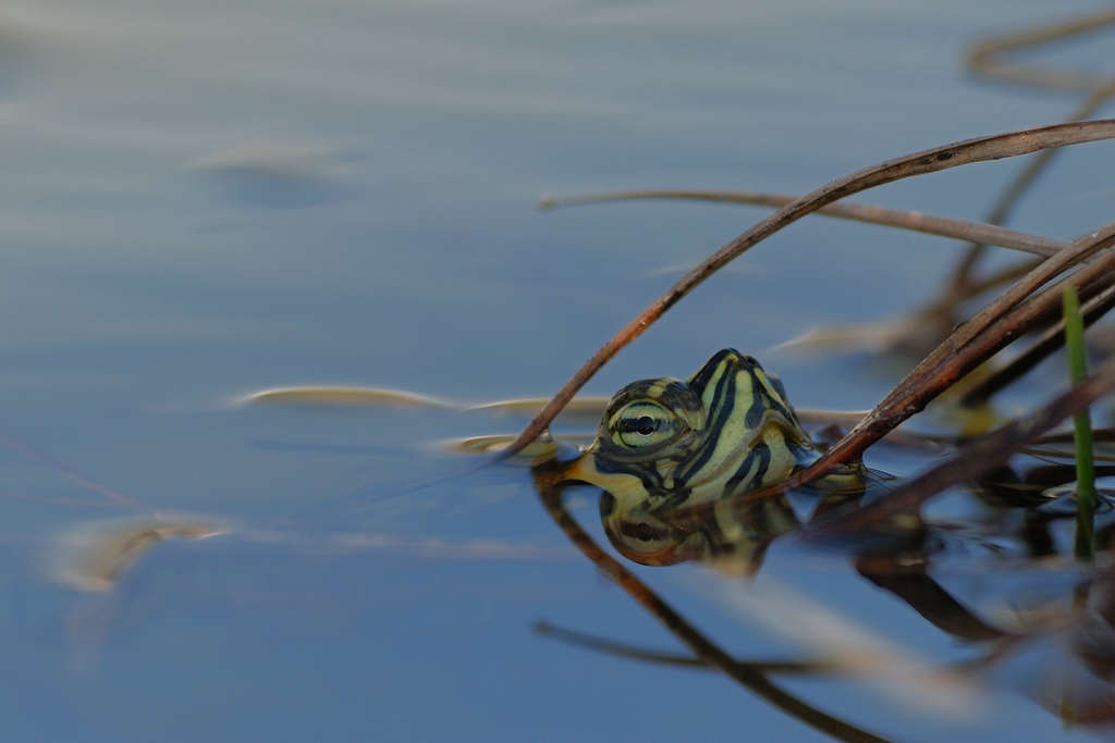schildkröte