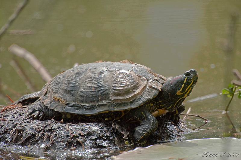 Schildkröte