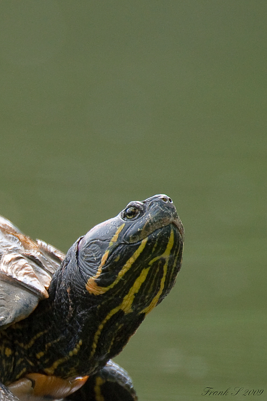 Schildkröte1