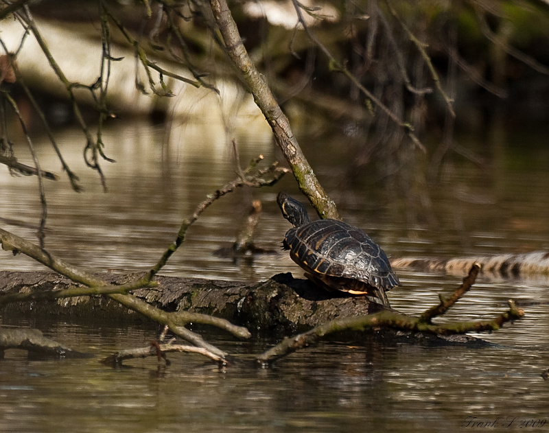 Schildkröte11